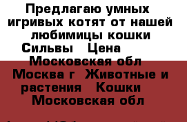 Предлагаю умных, игривых котят от нашей любимицы кошки Сильвы › Цена ­ 100 - Московская обл., Москва г. Животные и растения » Кошки   . Московская обл.